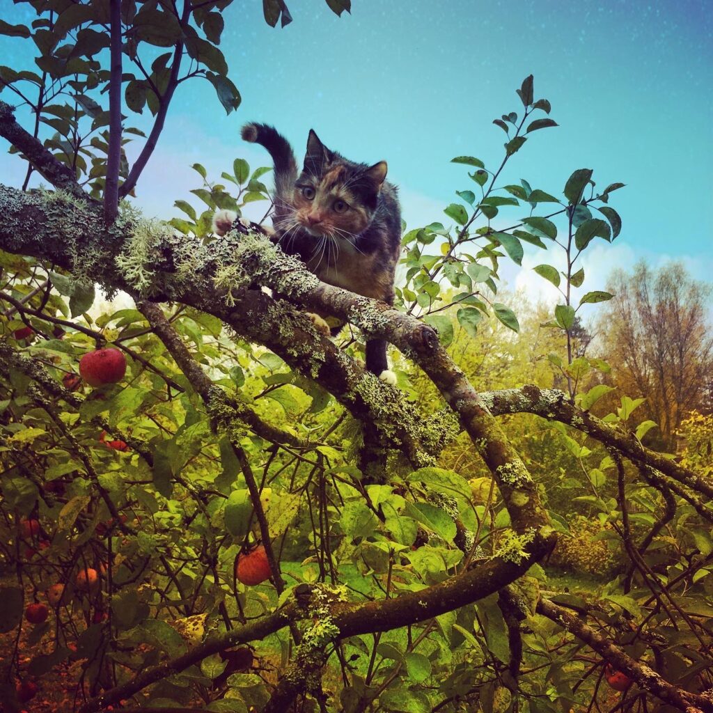 Cat on apple tree