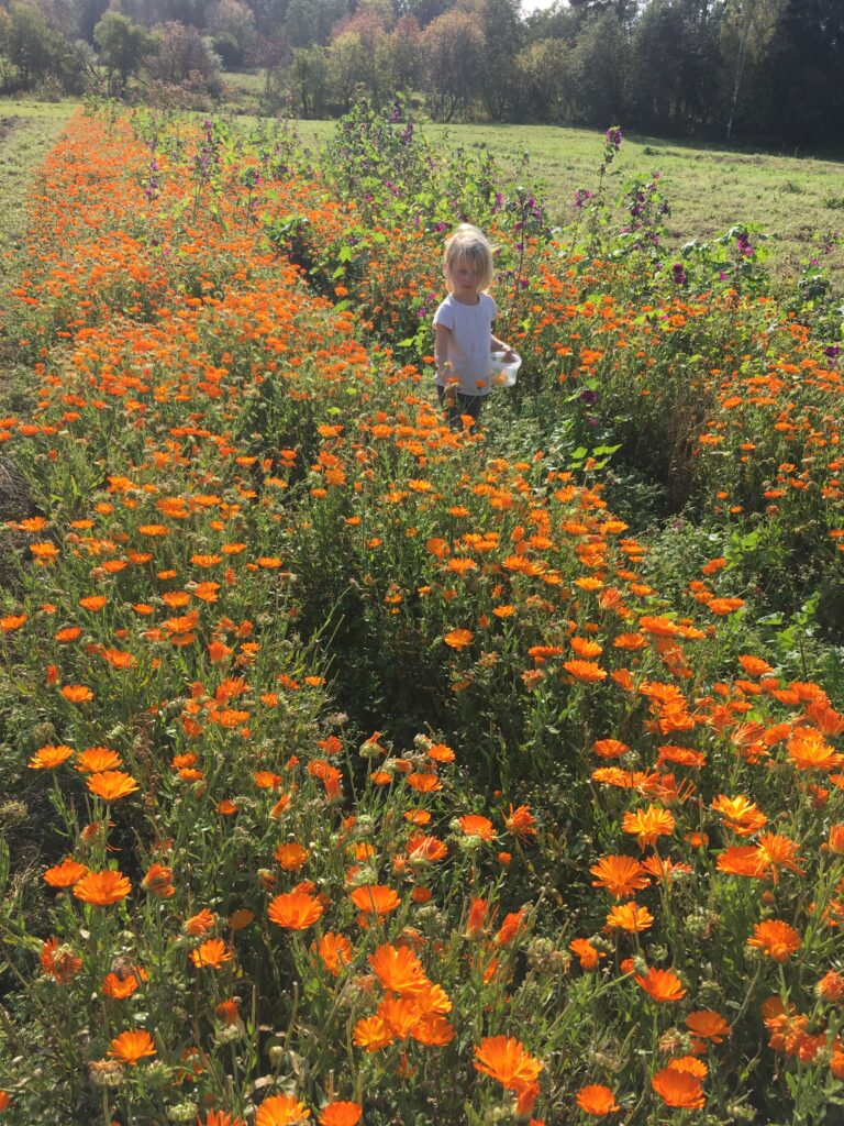 Aurora and calendula flowers