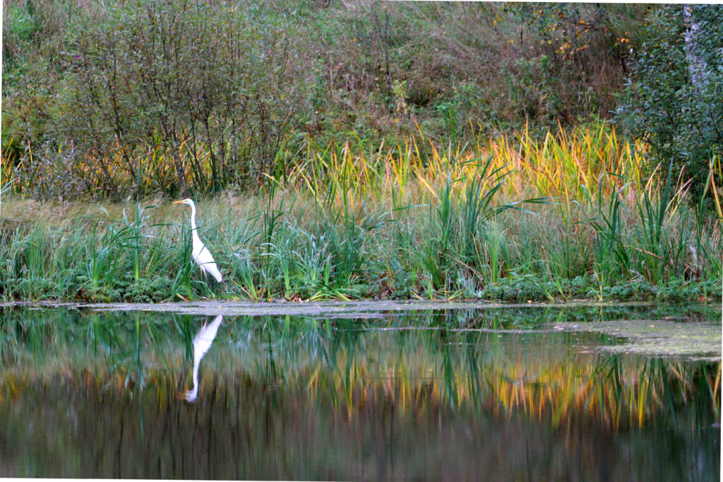 Silver Heron in Järve farmhouse pond