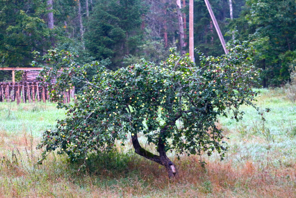 Apple tree with shiitake mushrooms