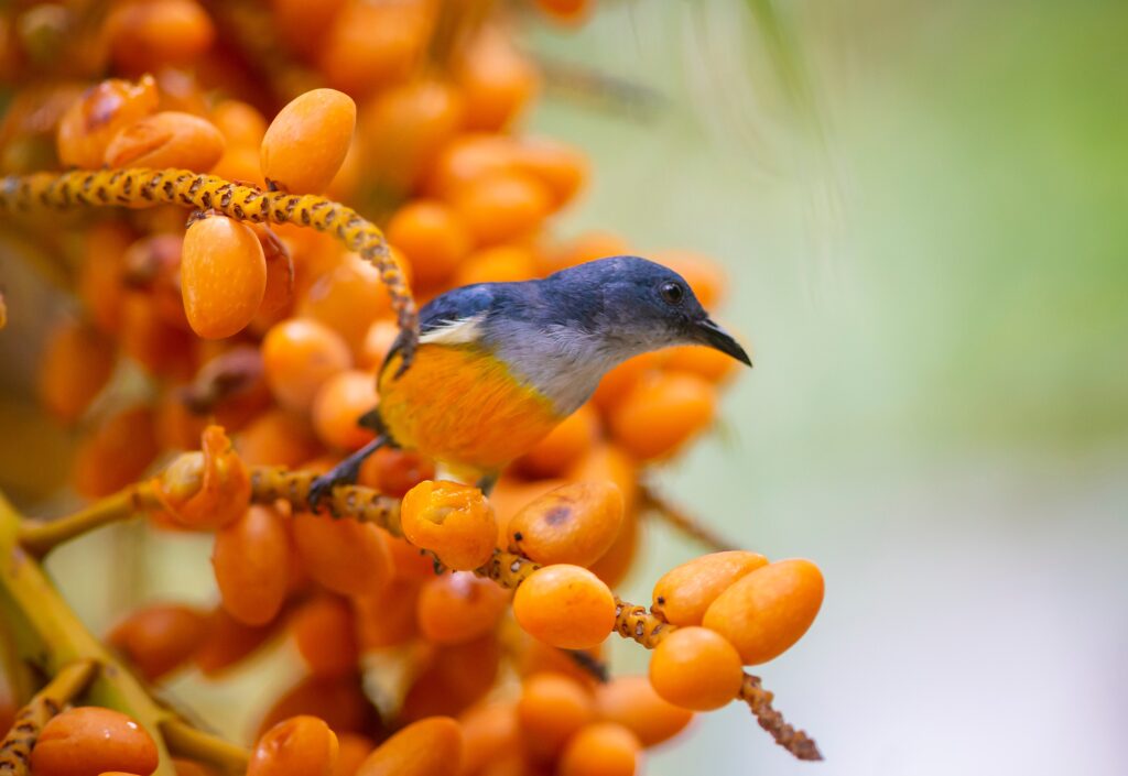 Orange-bellied Flowerpecker Perched On Tree Branch