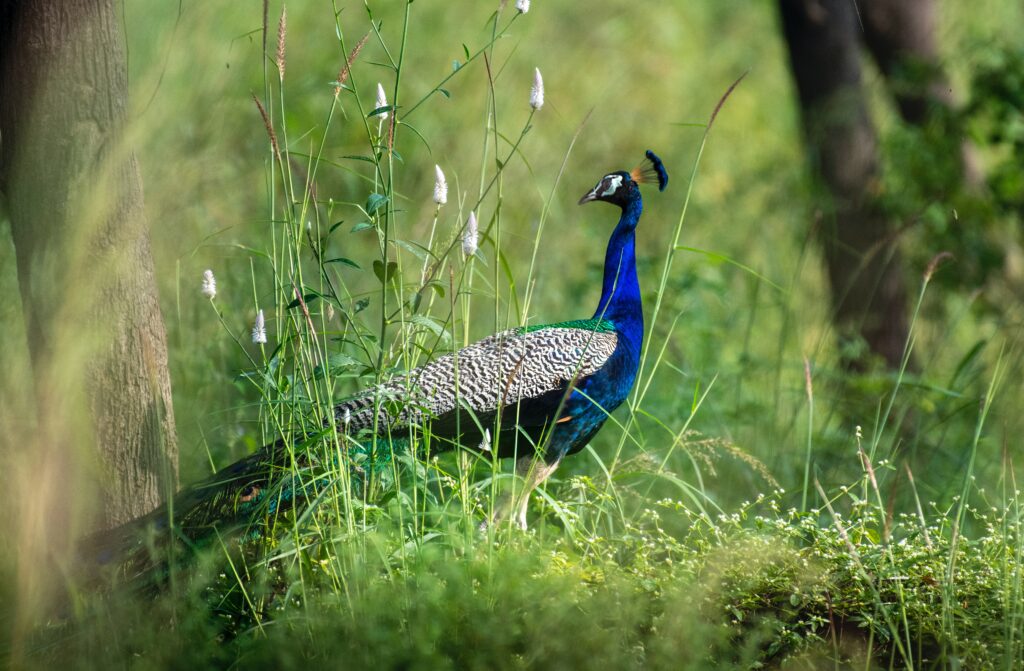 Blue Peacock on Green Grass