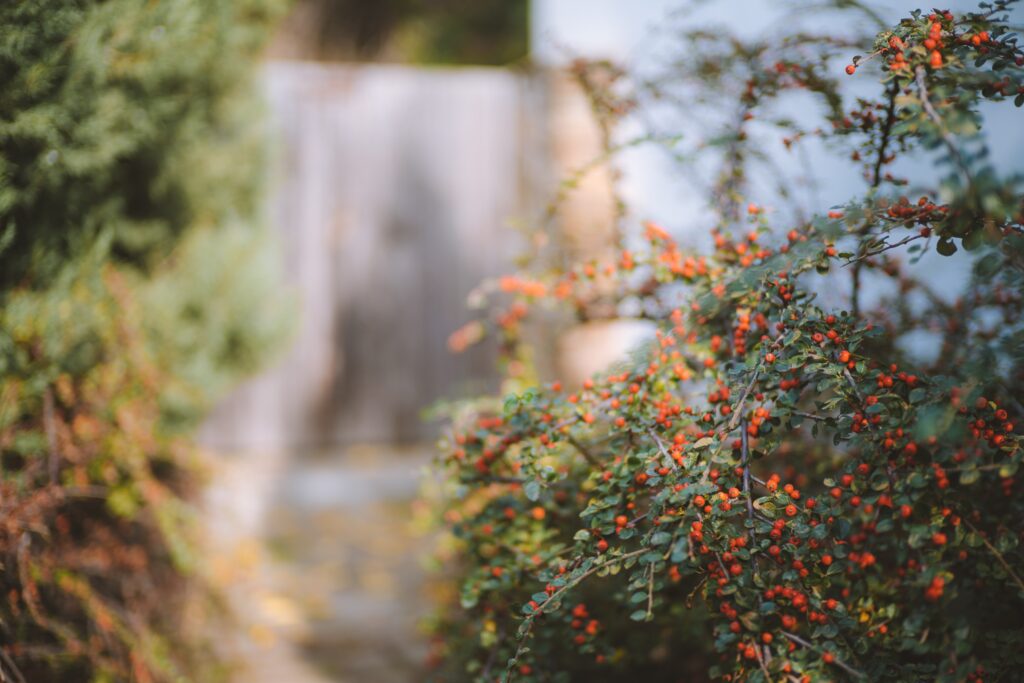 Red Fruits Plant